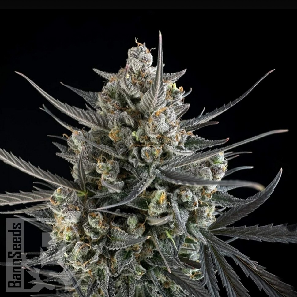 Семена марихуаны Auto Pound Cake feminised Ganja Seeds Семена марихуаны Auto Pound Cake feminised Ganja Seeds
