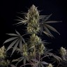 Семена марихуаны Auto Pound Cake feminised Ganja Seeds Семена марихуаны Auto Pound Cake feminised Ganja Seeds