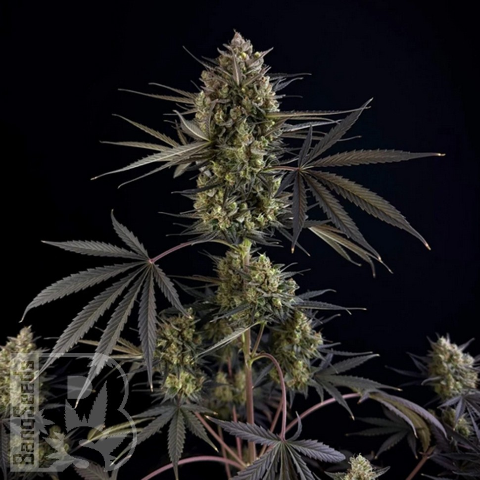 Семена марихуаны Auto Pound Cake feminised Ganja Seeds Семена марихуаны Auto Pound Cake feminised Ganja Seeds