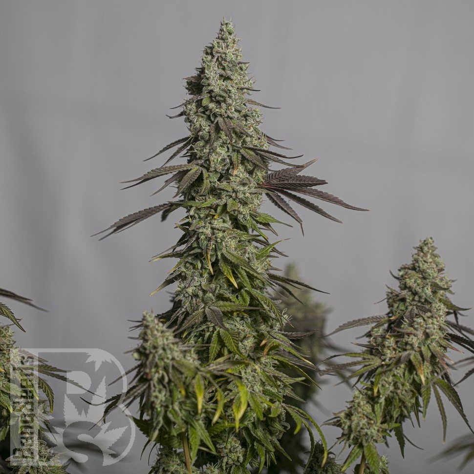 Семена ганжа  Auto Ungurtas feminised Bang Seeds