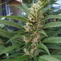 S.A.D. (Sweet Afgani Delicious) feminised Ganja Seeds Fast Version