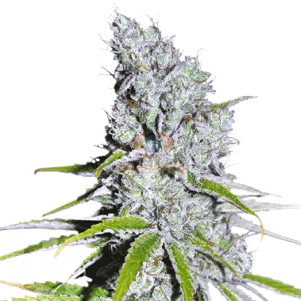 Семена  Auto Skunk Haze feminised Ganja Seeds