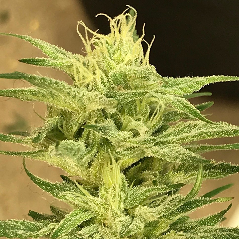 Семена каннабиса  Satori feminised Ganja Seeds