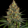 New York City feminised Ganja Seeds