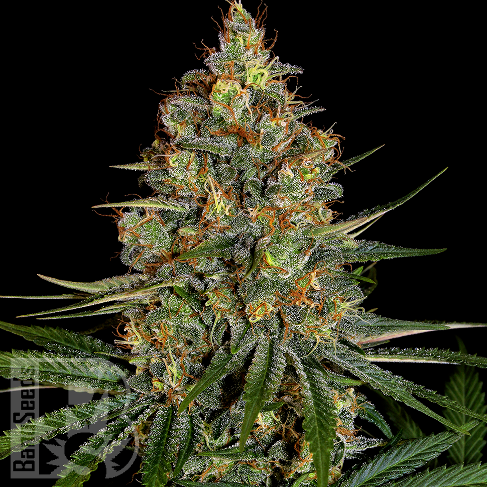 Семена конопли  New York City feminised Ganja Seeds