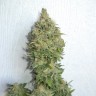 Auto Mamba Negra feminised Ganja Seeds