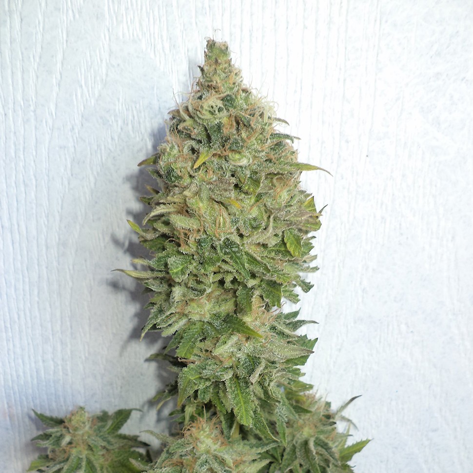 Семена каннабиса Auto Mamba Negra feminised Ganja Seeds