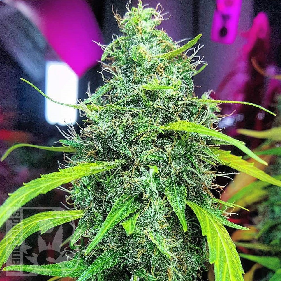 Семена каннабиса Auto Mamba Negra feminised Ganja Seeds Семена каннабиса Auto Mamba Negra feminised Ganja Seeds