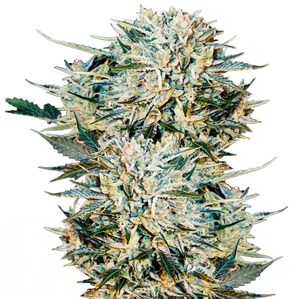 Семена конопли  Auto Sugar GOM feminised Ganja Seeds