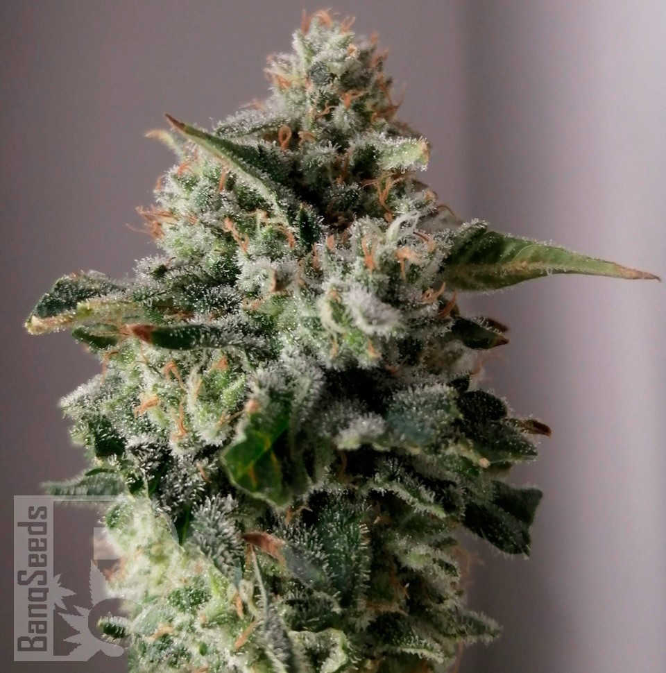 Семена конопли  Auto Sugar GOM feminised Ganja Seeds