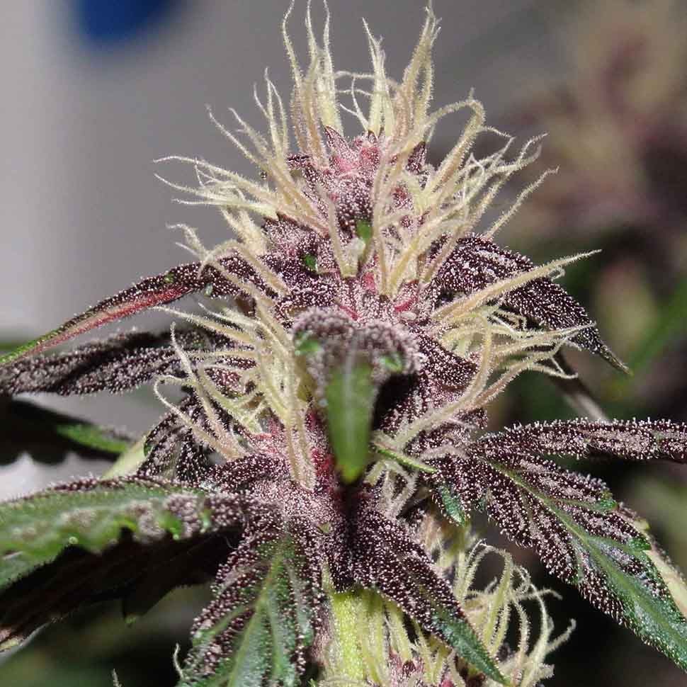Семена  Auto Purple Mazar regular Ganja Seeds