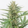 Alatau feminised Bang Seeds