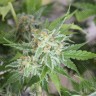 Vertigo feminised Ganja Seeds