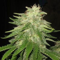 Auto Super Hash feminised Ganja Seeds
