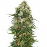Семена ганжа  Auto Super Hash feminised Ganja Seeds