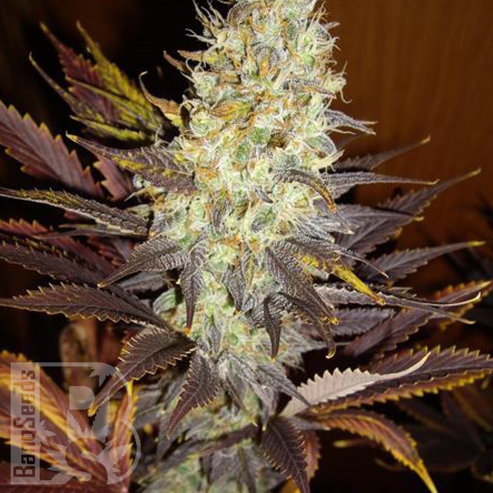 Семена ганжа  Auto Super Hash feminised Ganja Seeds