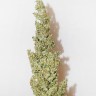 Семена каннабиса  Morhine feminised Ganja Seeds