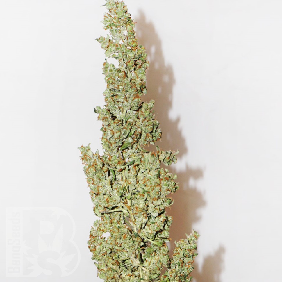 Семена каннабиса  Morhine feminised Ganja Seeds
