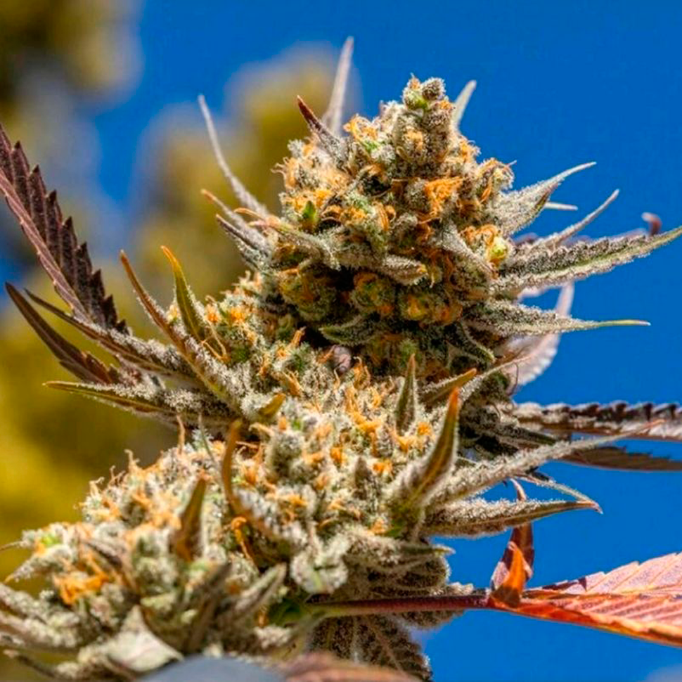 Семена каннабиса  Rolling Frau feminised Ganja Seeds