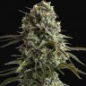 Семена Auto Super Sweet feminised Ganja Seeds Семена Auto Super Sweet feminised Ganja Seeds