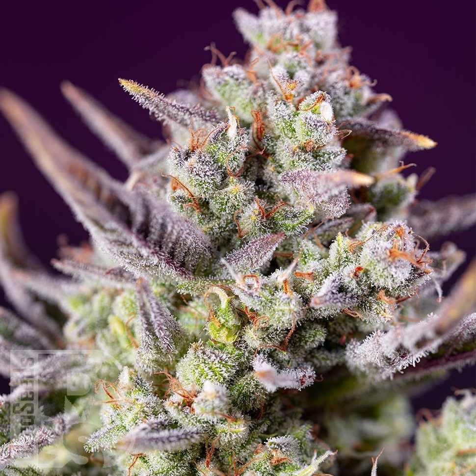 Семена Auto Super Sweet feminised Ganja Seeds Семена Auto Super Sweet feminised Ganja Seeds