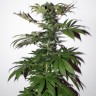 Семена каннабиса  Mountain Power feminised Ganja Seeds