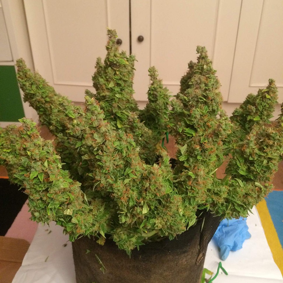 Семена  Auto Blue Diesel feminised Ganja Seeds
