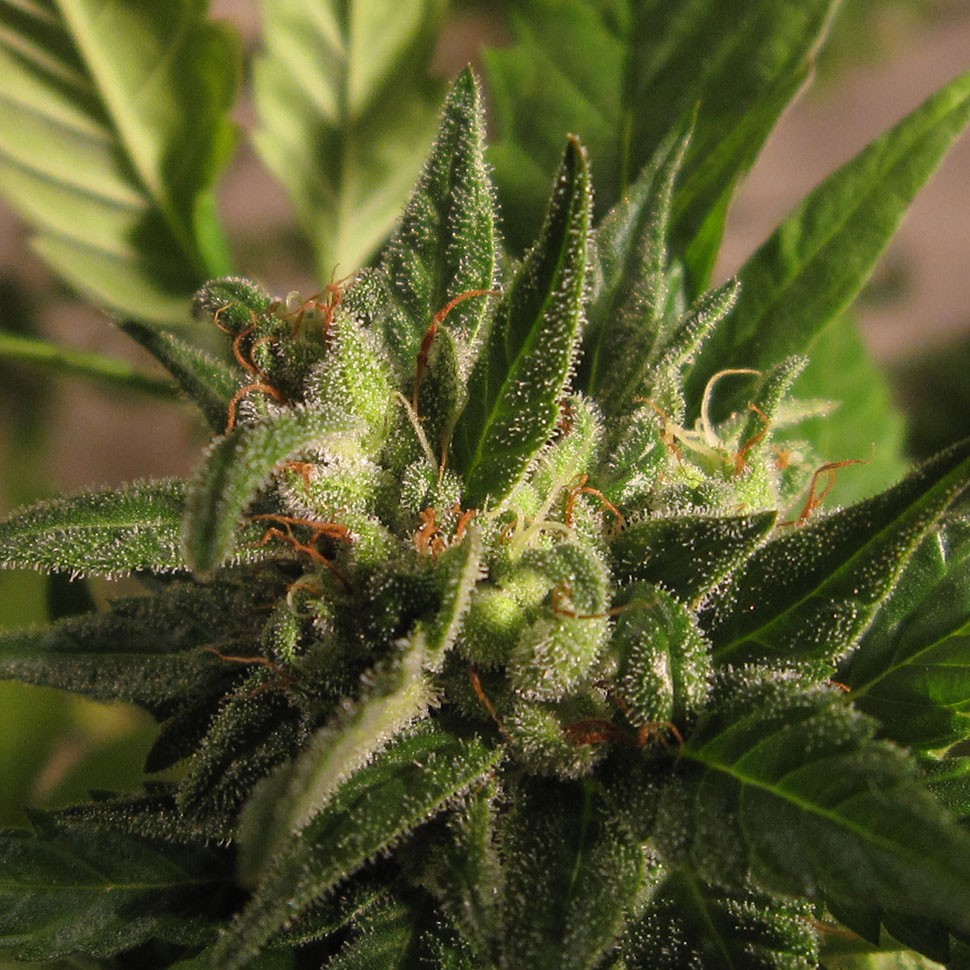 купить семена конопли недорого Argali feminised