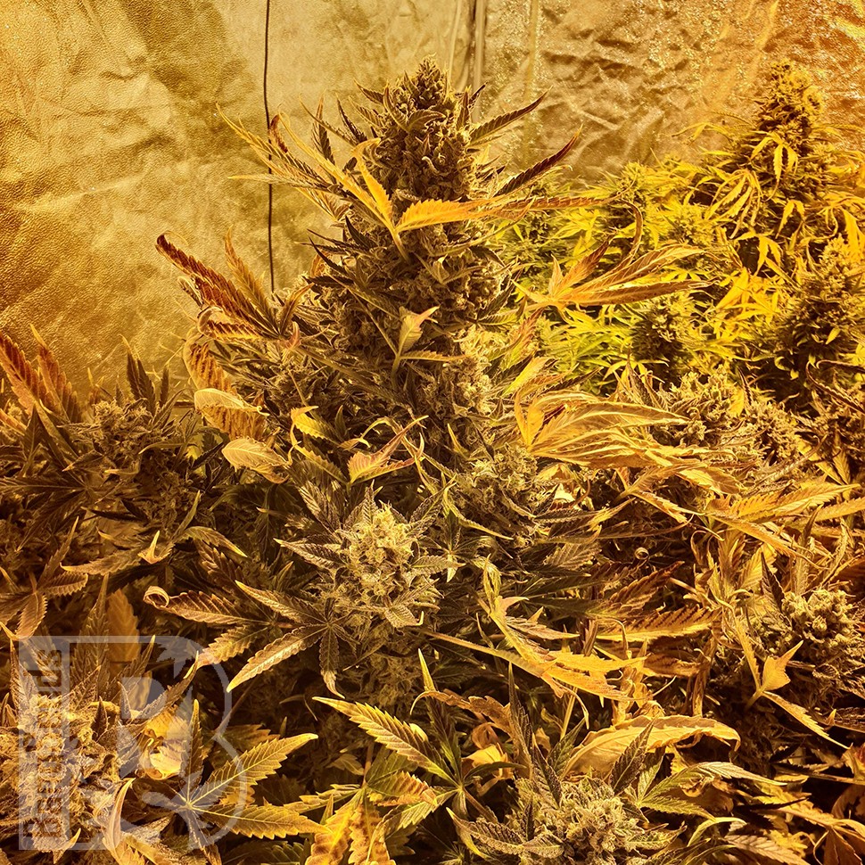 Семена марихуаны Auto The Ultimate CBD feminised Ganja Seeds