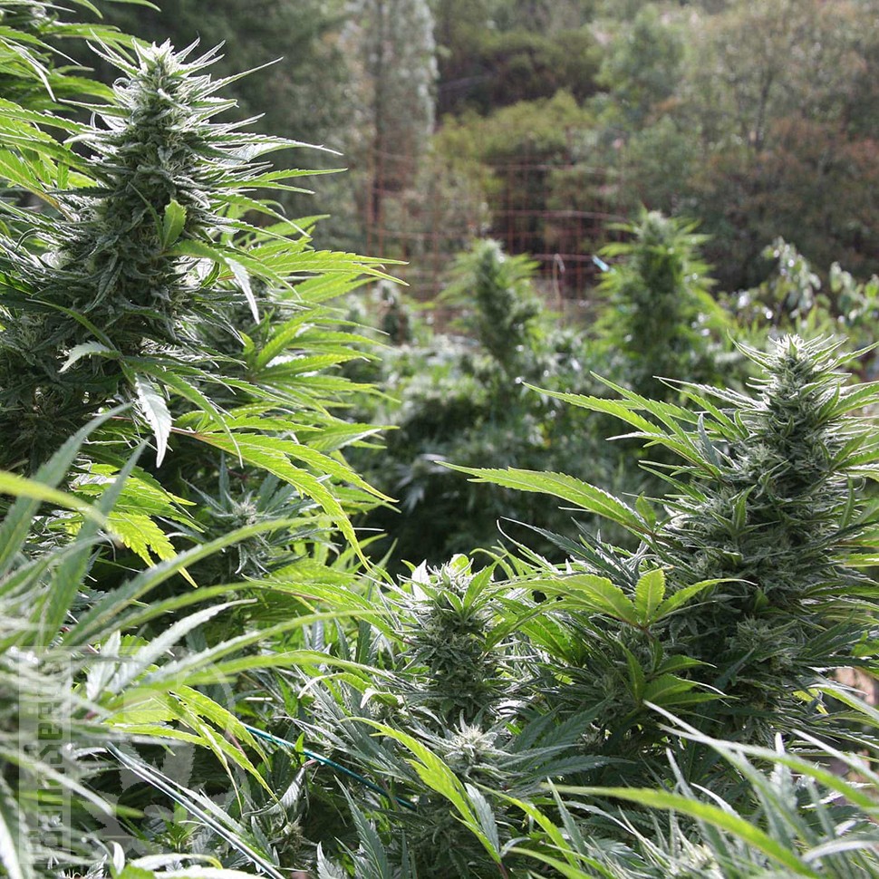 Семена каннабиса  Auto The Ultimate CBD feminised Ganja Seeds