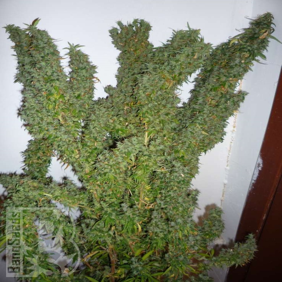 Семена марихуаны  Nemesis feminised Ganja Seeds