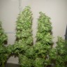 Семена марихуаны  Nemesis feminised Ganja Seeds