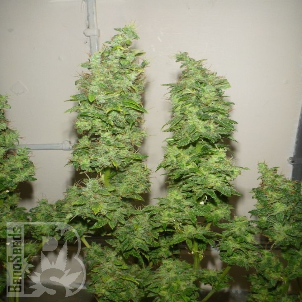 Семена марихуаны  Nemesis feminised Ganja Seeds
