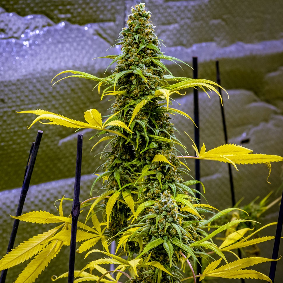 Семена ганжа  AK 49 feminised Ganja Seeds