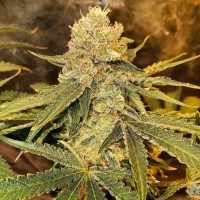 Aspan feminised Bang Seeds