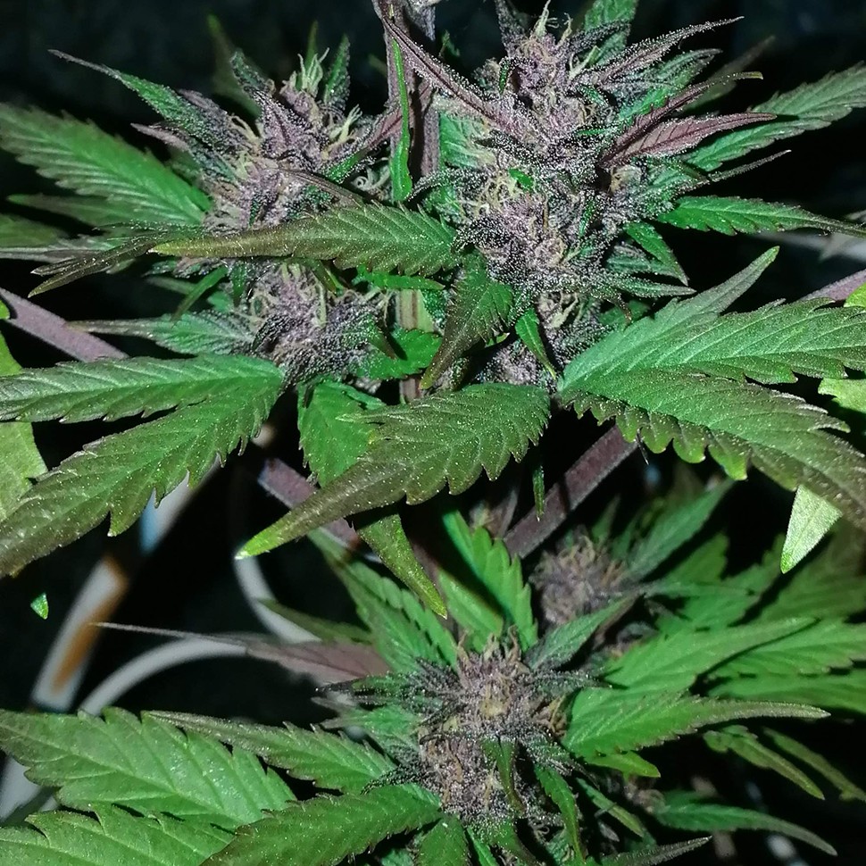 Семена марихуаны  Auto Black Cream feminised Ganja Seeds