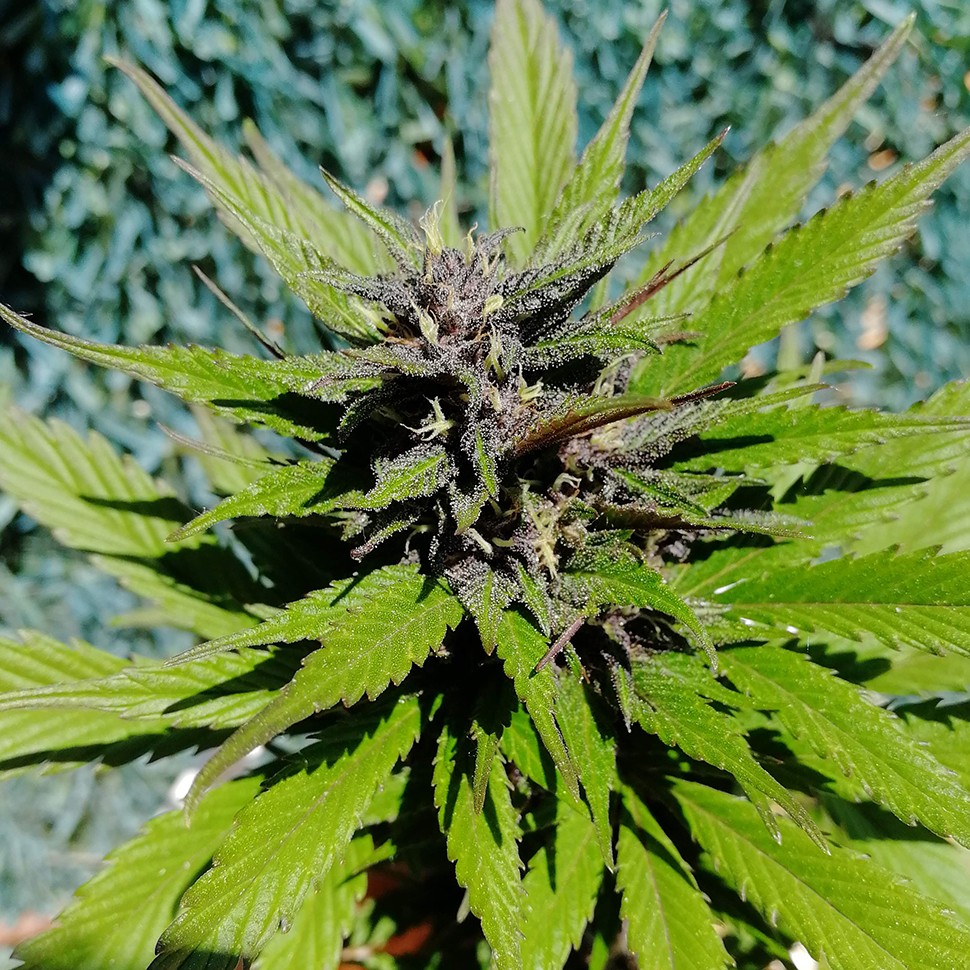 купить семена конопли недорого Auto Black Cream feminised
