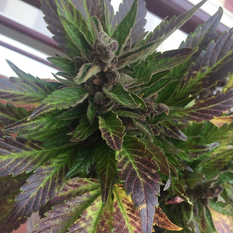 купить семена конопли в оригинальных упаковках Auto Black Cream feminised