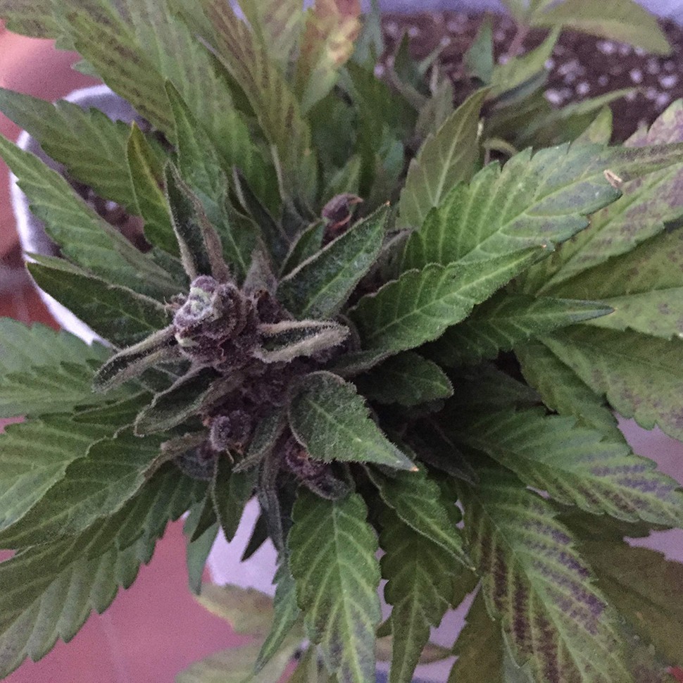 купить качественные семена конопли Auto Black Cream feminised