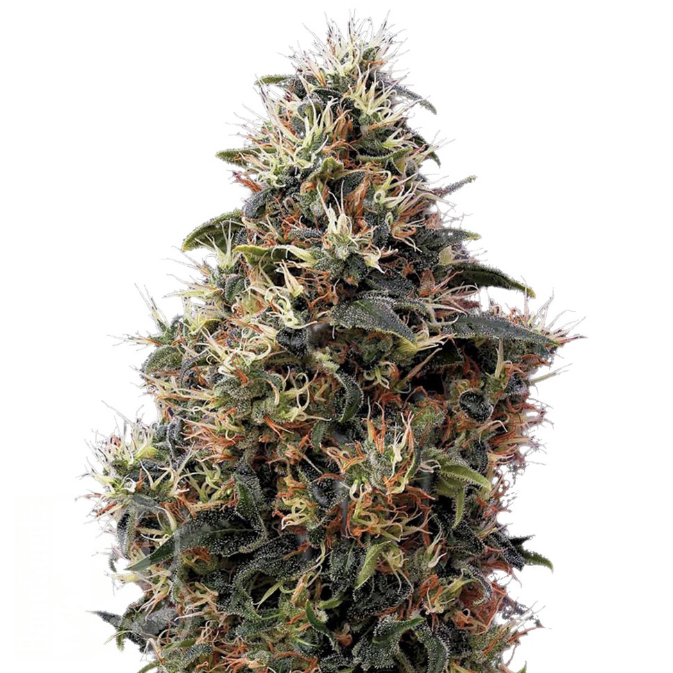 Семена  Auto Sweet Mango feminised Ganja Seeds