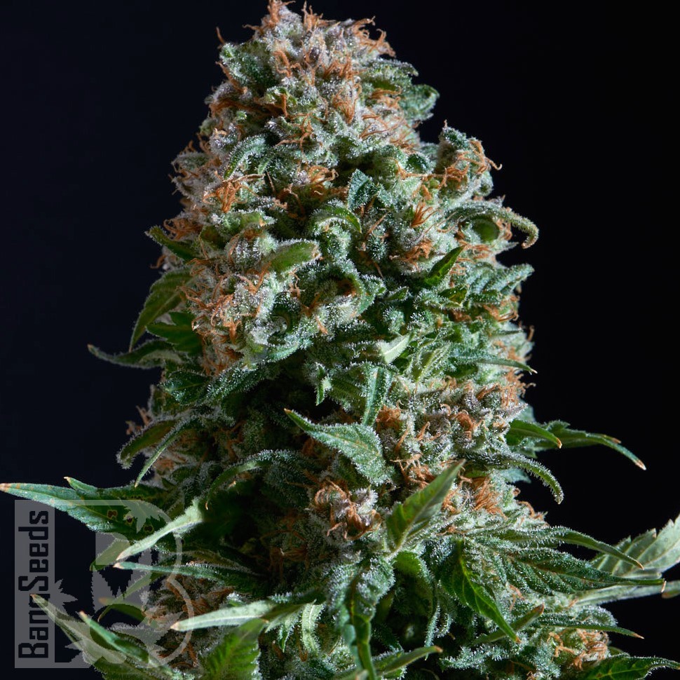 Семена  Auto Sweet Mango feminised Ganja Seeds
