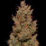 Семена  Auto Sweet Mango feminised Ganja Seeds