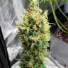 Семена марихуаны  Neville's Haze feminised Ganja Seeds