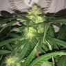 семена конопли Auto AK-77V feminised Victory Seeds семена конопли Auto AK-77V feminised Victory Seeds