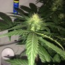 заказ семян конопли Auto AK-77V feminised Victory Seeds заказ семян конопли Auto AK-77V feminised Victory Seeds