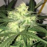 семена конопли bang seeds Auto AK-77V feminised Victory Seeds семена конопли bang seeds Auto AK-77V feminised Victory Seeds