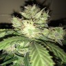 семена культурной конопли купить Auto AK-77V feminised Victory Seeds семена культурной конопли купить Auto AK-77V feminised Victory Seeds
