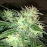 семена конопли индика Auto AK-77V feminised Victory Seeds семена конопли индика Auto AK-77V feminised Victory Seeds