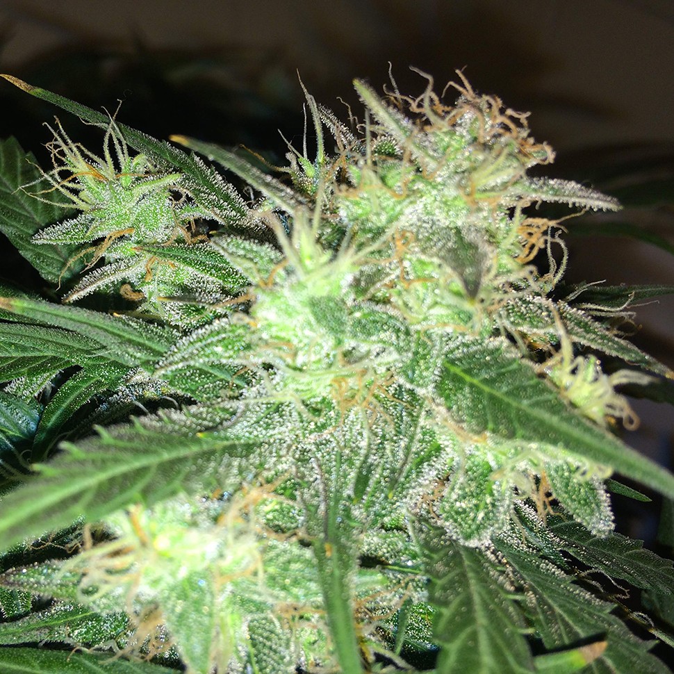 семена конопли индика Auto AK-77V feminised Victory Seeds семена конопли индика Auto AK-77V feminised Victory Seeds
