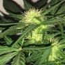 семена конопли для посадки купить Auto AK-77V feminised Victory Seeds семена конопли для посадки купить Auto AK-77V feminised Victory Seeds